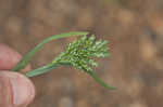 Common hardgrass